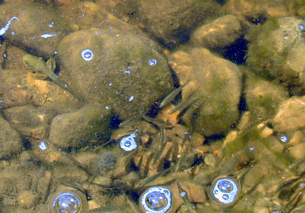 Walleye fry hang out with the tadpoles in a Drummond Island stream after spring stocking by Nunns Creek Fish Hatchery personnel.